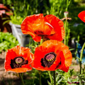 500 Seeds Oriental Poppy ‘Prince of Orange’ Papaver orientale Non-GMO Perennial Red-Orange Blooms for Pollinators & Cut Flowers