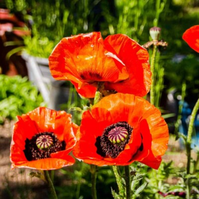 500 Seeds Oriental Poppy ‘Prince of Orange’ Papaver orientale Non-GMO Perennial Red-Orange Blooms for Pollinators & Cut Flowers