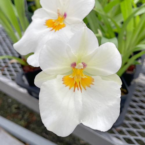 Milt Golden Snow 'White Light' Orchid Seedling in 3-Inch Pot | Indoor & Outdoor Sub-Tropical Orchid with White Blooms