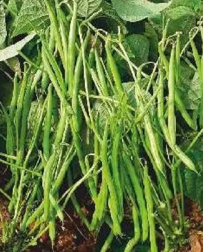 Petite Filet French Bean Seeds 5g - Heirloom Non-GMO, Tender & Crisp Green Beans for Garden Beds, Containers, Raised Beds