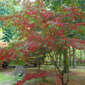 Acer grosseri var. hersii Seeds – Rare Snakebark Maple Tree with Striped Bark & Fall Foliage – Ornamental & Bonsai Tree, Cold Hardy Landscape Plant