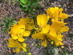 Christmas Senna Rooted Plant - Cassia Bicapsularis with Cream Flowers, Butterfly Host, Winter Blooming, 10-20 Inches