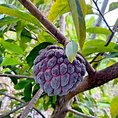 10 Thai Purple Sugar Apple Seeds – Rare Tropical Fruit Tree, Annona squamosa, Exotic Fruit Seeds for Container or Garden Growth