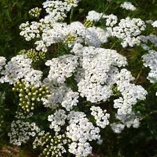 White Yarrow Seeds - Achillea Millefolium Hardy Perennial Wildflower for Pollinator Gardens, Drought-Tolerant, Bees & Butterflies