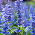 200 Seeds Hyssopus officinalis Perennial Herb Drought-Tolerant Pollinator & Hummingbird Plant
