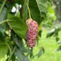 Tehama Mulberry Scion Cuttings (3) - 8" White Mulberry Morus alba 'Tehama' Grafting Propagation