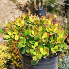 Crassula Ovata Jade Plant Cuttings – 2 Healthy Succulents (3-5") for Indoor & Outdoor Decor, Easy-to-Grow, Low Maintenance
