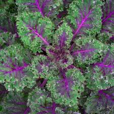 Red Kale Microgreen Sprouting Seeds 14oz Brassica oleracea var. sabellica Non-GMO, Pesticide-Free
