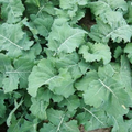 Premier Kale Seeds - Heirloom, Cold-Hardy, Fast-Growing, Salad Greens, Brassica oleracea, Zones 3-9