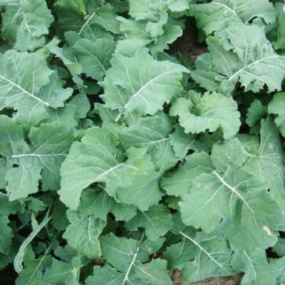 Premier Kale Seeds - Heirloom, Cold-Hardy, Fast-Growing, Salad Greens, Brassica oleracea, Zones 3-9