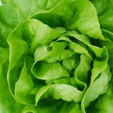 White Boston Buttercrunch Lettuce Seeds – Heirloom, Tender & Buttery, Heat-Tolerant, Compact, Lactuca sativa