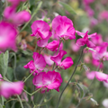 Solstice Rose Sweet Pea Seeds – 50+ Rose-Pink Blooms, Early-Blooming Climbing Vine for Trellises, Bouquets & Containers, Lathyrus odoratus