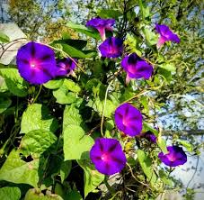 Ipomoea purpurea Mix Seeds | Fast-Growing Climbing Flower Vine | Blue, Purple, Pink Blooms | 8-10 ft Tall Morning Glory Seeds