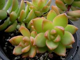 Sedum Adolphi Golden Glow Succulent Cuttings – 3 Live Plants with Yellow-Green Rosettes & Orange-Red Highlights, Drought-Tolerant, Full Sun