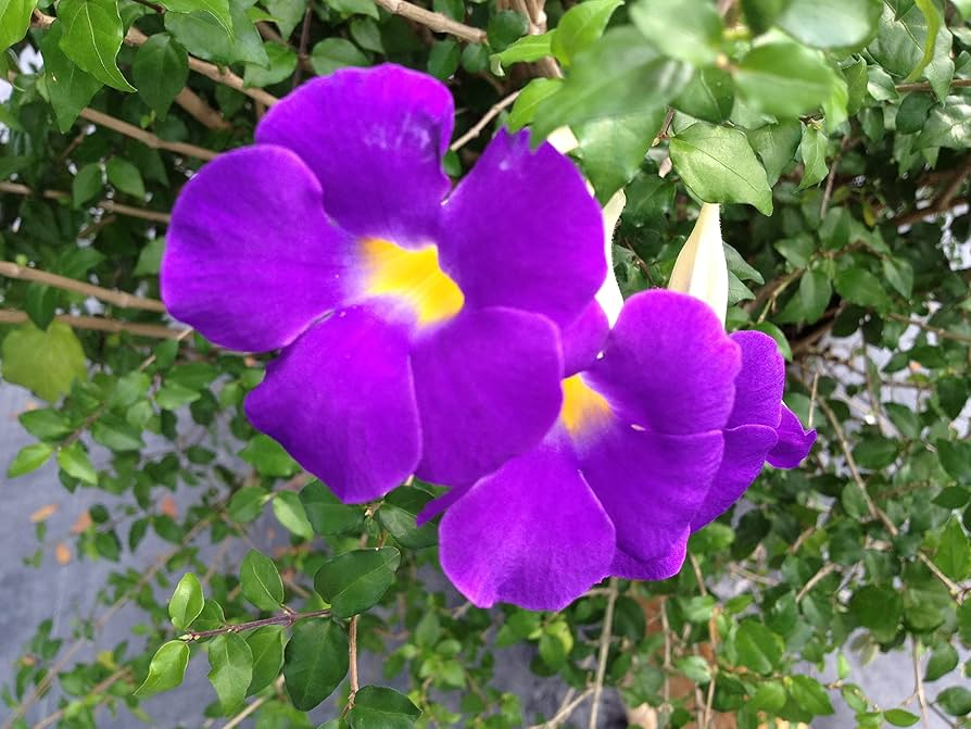 Thunbergia Erecta King's Mantle Cuttings - 7 Purple Flowering Climbing Shrubs, Fast-Growing Perennials, USDA Zones 9-11