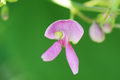 Wild Kidney Bean Vine Seeds – Phaseolus polystachios – Native Pollinator-Friendly Climber for Fences & Trellises, 5 Seeds