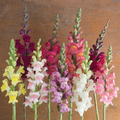 Snapdragon Seeds 1000+ Johnny’s Potomac Custom Mix | Vibrant Garden Flowers | Antirrhinum majus