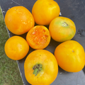 Garden Peach Tomato Seeds – Heirloom Solanum lycopersicum, Sweet & Juicy, Peach-Like Skin, High-Yielding, Gourmet Edible Fruit