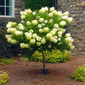 Hydrangea Cuttings | 8 Fresh Limelight Hydrangea Unrooted Clones | Hydrangea paniculata 'Limelight' Perennial Shrub