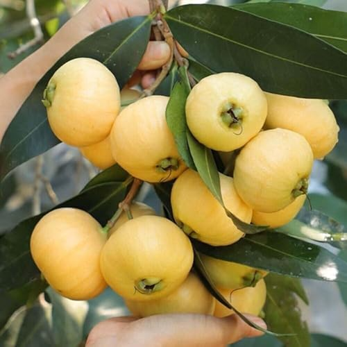 Golden Rose Apple Tree - Live Rooted Plant, Tropical Fruit Tree, Syzygium Jambos, Edible Fragrant Fruit, Fast-Growing 4”+ Seedling