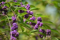 Callicarpa americana Seeds – Native American Beautyberry Shrub with Bright Purple Berries for Wildlife Gardens