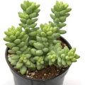 Burro's Tail Succulent Live Plant 4-Inch Pot Sedum morganianum Trailing, Easy-Care Indoor & Hanging Basket Plant