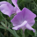 Sweet Pea Seeds – Bi-Color Pink & Lavender Fragrant Blooms for Climbing Vines, Garden Planting, Trellises – Lathyrus odoratus