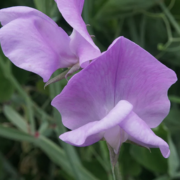 Sweet Pea Seeds – Bi-Color Pink & Lavender Fragrant Blooms for Climbing Vines, Garden Planting, Trellises – Lathyrus odoratus