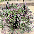 Othonna Capensis Ruby Necklace Succulent Cuttings, Trailing Hanging Plant, Drought Tolerant, Low Maintenance, 4-6 Inches
