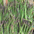 Jersey Giant Asparagus Bare Root Crowns – 2-Year High-Yield, Cold Hardy, Disease Resistant Starter Plants