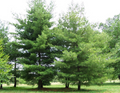 Pine Tree Seedlings 3"-6" Bare Root Fast-Growing Wild Pines for Landscaping, Reforestation, Windbreaks