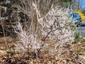 10 Unrooted Dwarf Nanking Cherry Cuttings | Prunus Tomentosa | Cold-Resistant Cherry Shrub for Small Gardens