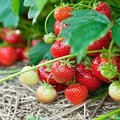 Quinault Ever Bearing Strawberry Plants - 25 Bare-Root Fragaria × ananassa for Continuous Harvest