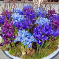 Iris Reticulata Mix Bulbs - Purple & Blue Dwarf Iris, Early Spring Blooms, Hardy Zones 4-9, Borders & Naturalizing