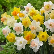 Narcissus Trumpet Daffodil Mix Bulbs – 6 Bright Colorful Spring Flower Bulbs for Garden, Borders, Containers