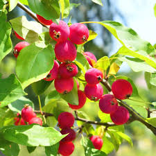 Candymint Crabapple Seeds - 25+ Malus angustifolia for Garden Planting, Pink Flowers, Pollinator Attractant, Easy to Grow