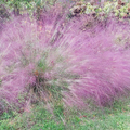 500 Purple Love Grass Seeds Eragrostis spectabilis Ornamental Drought-Tolerant Flowering Grass