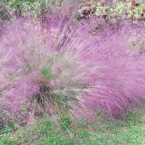 500 Purple Love Grass Seeds Eragrostis spectabilis Ornamental Drought-Tolerant Flowering Grass