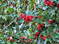 American Holly Tree Seeds 500mg Ilex Opaca Evergreen with Red Berries for Landscaping & Wildlife