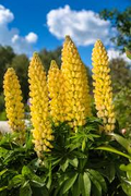 50 Seeds Yellow Lupine (Lupinus) Annual, Drought-Tolerant, Non-GMO, Pollinator-Friendly, Vibrant Garden Flowers