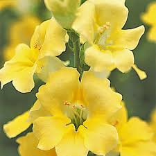 Chantilly Cream Yellow Snapdragon Seeds | 1000+ Antirrhinum majus Tall, Fragrant, Pollinator-Friendly Flowers for Garden & Cut Arrangements