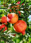 Punica Granatum Pomegranate Tree Cuttings – 7 Live 6” Fruit Tree Propagation, Drought-Tolerant, Fast-Growing, Edible Landscaping
