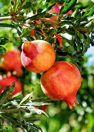 Punica Granatum Pomegranate Tree Cuttings – 7 Live 6” Fruit Tree Propagation, Drought-Tolerant, Fast-Growing, Edible Landscaping