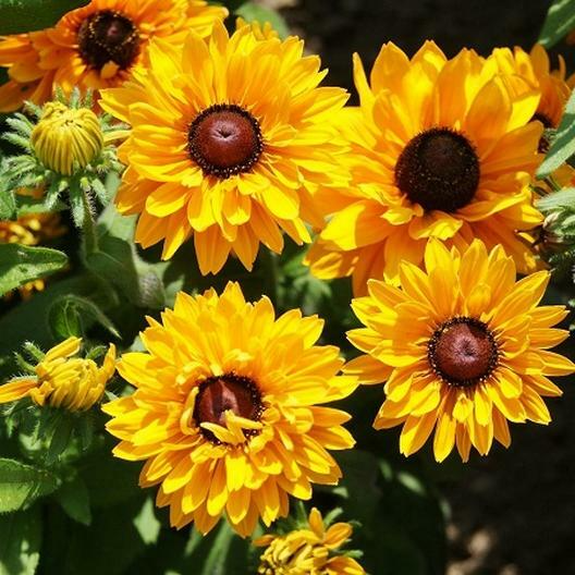 Black Eyed Susan Seeds | Rudbeckia hirta 'Goldilocks' | Double Blooms, Perennial, Non-GMO, Pollinator-Friendly, Vibrant Flowers