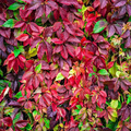 Virginia Creeper Vine Starter Plants, Parthenocissus quinquefolia, Climbing & Ground Cover, Hardy Wall & Fence Climber, Fall Foliage