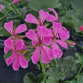 Geranium Pelargonium ‘Cascade Pink’ Unrooted Cuttings – Trailing Pink Flowering Plant, Easy-Care, Vibrant Blooms, 3 Live 6” Cuttings