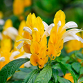 Yellow Shrimp Plant Live Starter Plug - 5” Justicia brandegeana & Pachystachys lutea Tropical Blooms