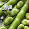 Fava Bean Seeds – 5g Heirloom, High Yield, Cold Hardy, Nutritious, Easy to Grow, Garden & Container, Vicia faba