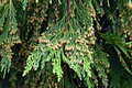 Incense Cedar Tree Seedlings Bare Root Calocedrus decurrens Hardy Evergreen for Privacy Screen & Ornamental Landscaping