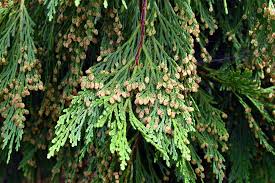 Incense Cedar Tree Seedlings Bare Root Calocedrus decurrens Hardy Evergreen for Privacy Screen & Ornamental Landscaping